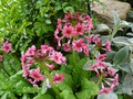   -  Primula japonica   