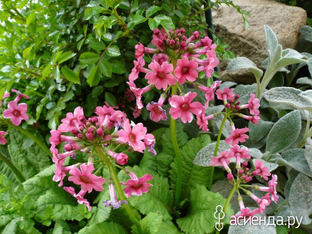   -  Primula japonica   