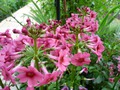   -  Primula japonica   
