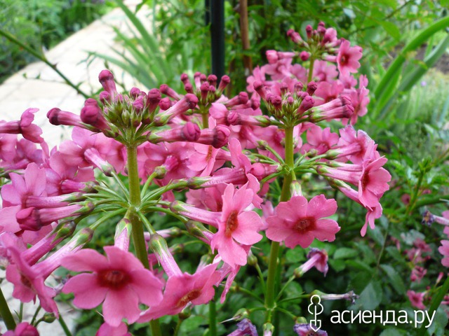  -  Primula japonica   