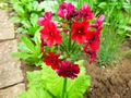  - Primula japonica   -  