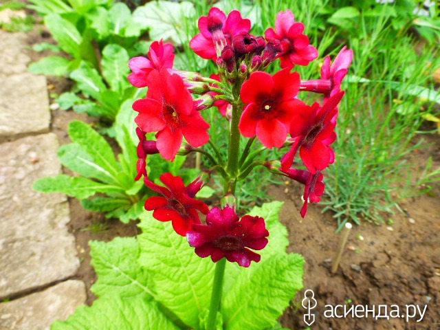   - Primula japonica   -  