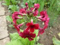   - Primula japonica   -  