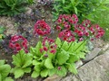   - Primula japonica   -  