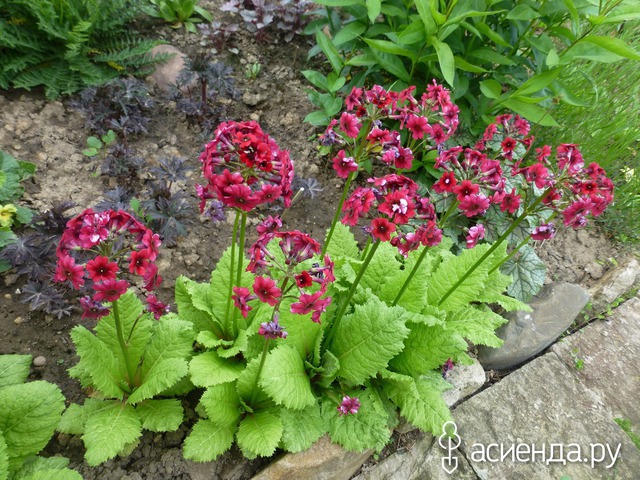   - Primula japonica   -  