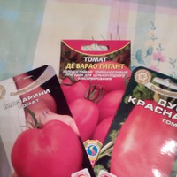 Новый метод (для меня) посадки помидор.