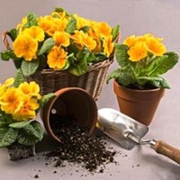 Прошу совета. Оптимизация посадок в саду.