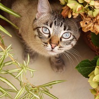 Коты и цветы: как уберечь их друг от друга?