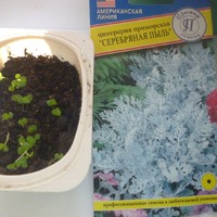 Первый выход в свет... или моя рассада.