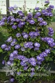 Blue Explosion /   (2- )