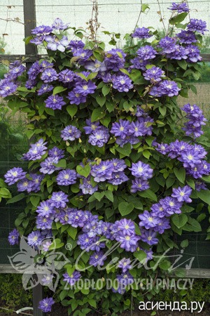 Blue Explosion /   (2- )