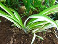   .   -  -  Hemerocallis fulva var Kwanso f. variegated