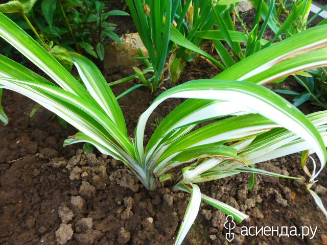   .   -  -  Hemerocallis fulva var Kwanso f. variegated