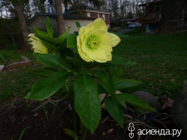  &quot;Golden Lotus&quot;
