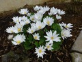 ,      &quot;Bloodroot&quot; ( )