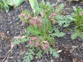 Geum triflorum