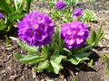 Primula denticulata