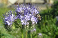 Фацелия – кладовая для пчел и не только
