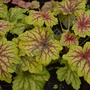 Silene uniflora 'Druett's Variegated'