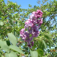 Дача. 12.05.2018