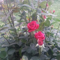 26 мая, начинают цвести розы...