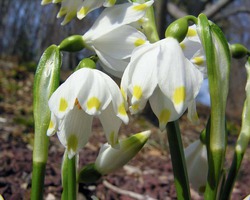   (. Leucojum vernum)