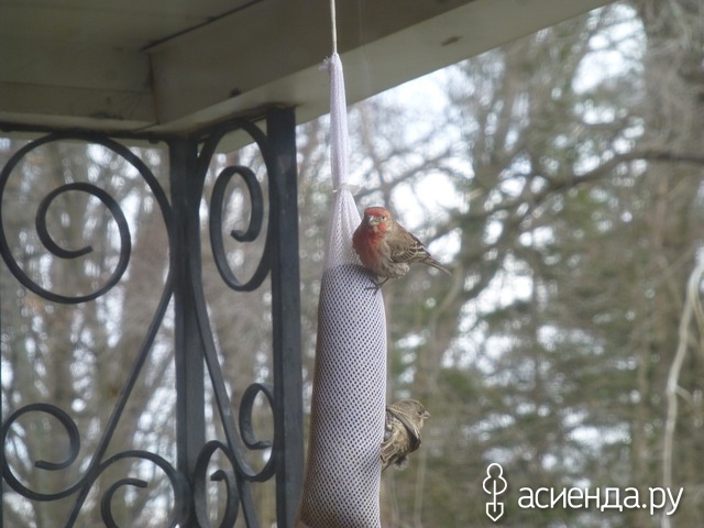 Housefinch