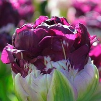 ��������� ����� �� ������...