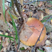 �������� �� ����. 14.10.2018