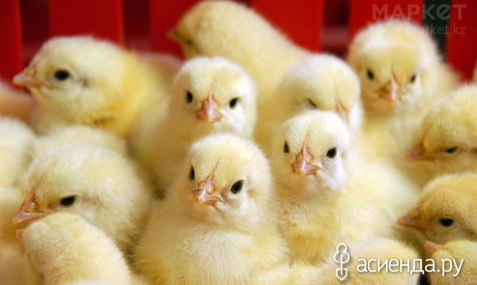 Какие витамины нужны цыплятам-бройлерам?