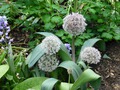  (Allium karataviense)