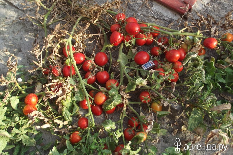 Томат Рио Гранде Отзывы Фото Урожайность