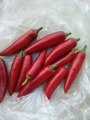 Первый сбор горького перца: 9 сентября