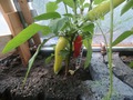 SPITZPAPRIKA.