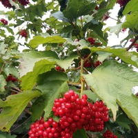 Дела сентябрьские, огородные.