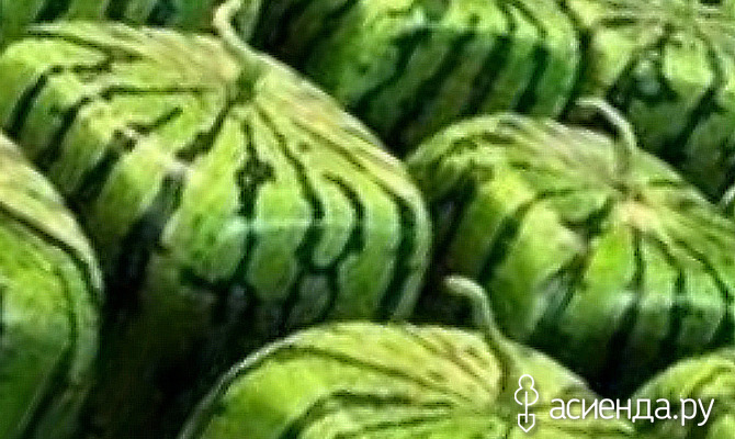 Технология выращивания арбузов необычной формы / Асиенда.ру