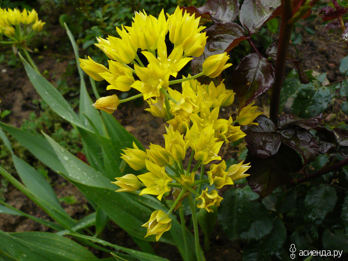 Лук сорняк. Лук золотой Молли. Лук Молли желтый. Allium Moly - лук моли. Декоративный лук Молли.