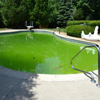 Вода в бассейне стала зеленеть: как быть?
