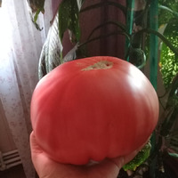Август 2019 г. Мои помидорки.