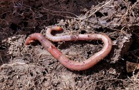 Как влияют на почву дождевые черви? как их размножать