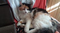 Мои любимые кошки.