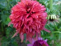   ( Echinacea Secret Affair) 60 