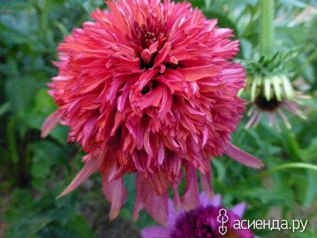   ( Echinacea Secret Affair) 60 
