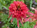   ( Echinacea Secret Affair) 60 