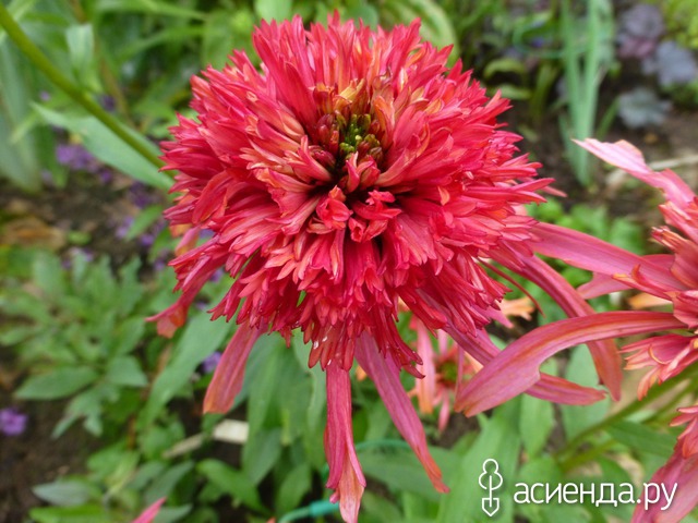   ( Echinacea Secret Affair) 60 