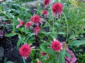   ( Echinacea Secret Affair) 60 