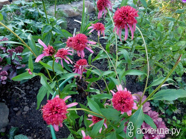   ( Echinacea Secret Affair) 60 