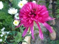  -Echinacea Katharina 60 