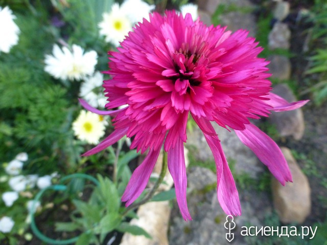   -Echinacea Katharina 60 