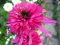   -Echinacea Katharina 60 